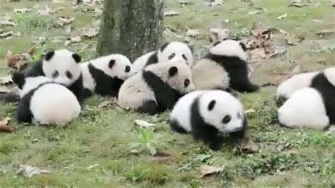 Panda Rolls Betway